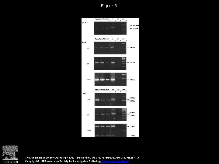 Figure 5 The American Journal of Pathology 1999 154405 -415 DOI: (10. 1016/S 0002
