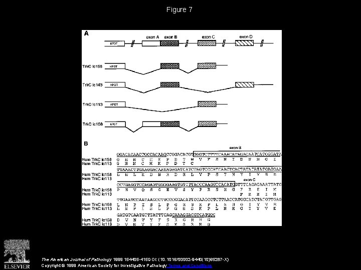 Figure 7 The American Journal of Pathology 1999 154405 -415 DOI: (10. 1016/S 0002