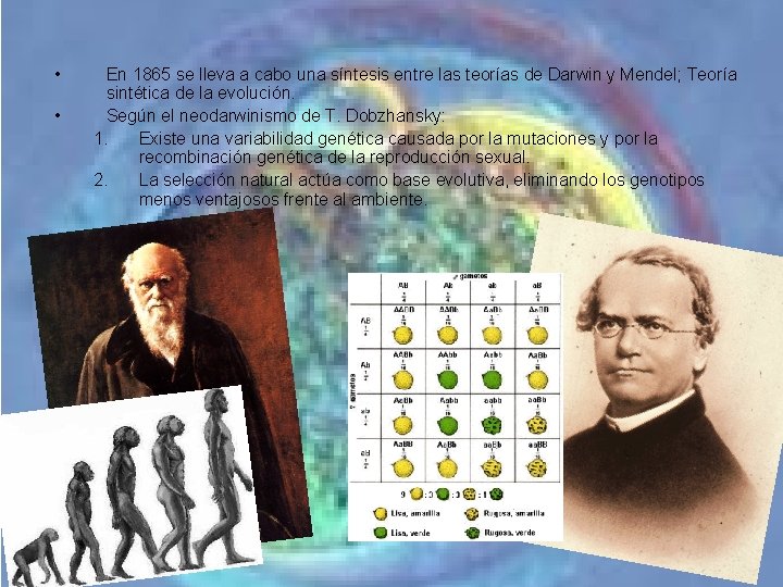 • • En 1865 se lleva a cabo una síntesis entre las teorías • • En 1865 se lleva a cabo una síntesis entre las teorías