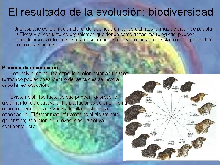 El resultado de la evolución: biodiversidad Una especie es la unidad natural de clasificación El resultado de la evolución: biodiversidad Una especie es la unidad natural de clasificación