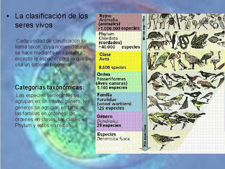 • La clasificación de los seres vivos Cada unidad de clasificación se llama • La clasificación de los seres vivos Cada unidad de clasificación se llama