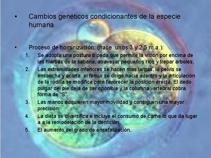 • Cambios genéticos condicionantes de la especie humana • Proceso de hominización: (hace • Cambios genéticos condicionantes de la especie humana • Proceso de hominización: (hace