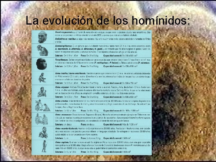 La evolución de los homínidos: La evolución de los homínidos: