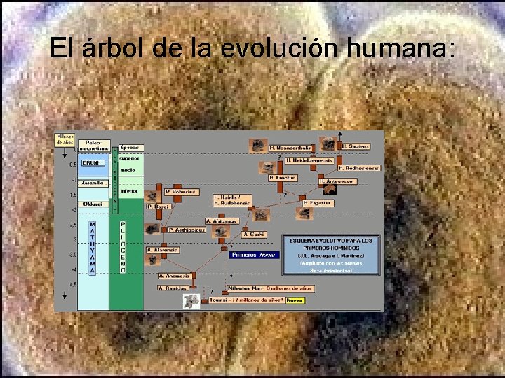 El árbol de la evolución humana: El árbol de la evolución humana: