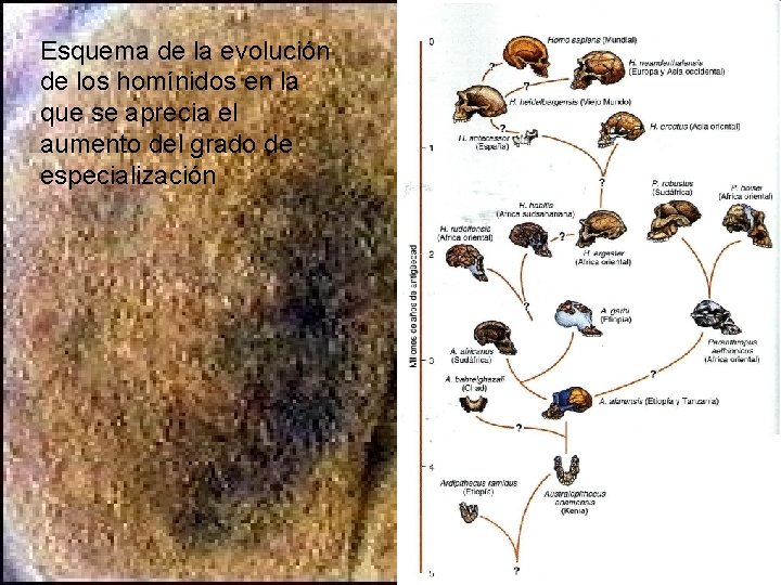 Esquema de la evolución de los homínidos en la que se aprecia el aumento Esquema de la evolución de los homínidos en la que se aprecia el aumento