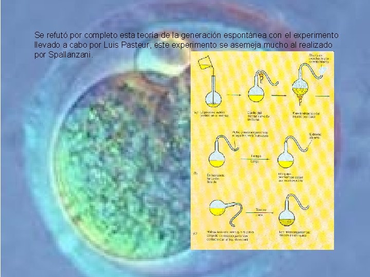 Se refutó por completo esta teoría de la generación espontánea con el experimento llevado Se refutó por completo esta teoría de la generación espontánea con el experimento llevado