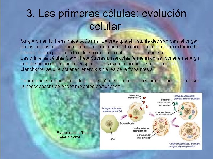 3. Las primeras células: evolución celular: Surgieron en la Tierra hace 3800 m. a. 3. Las primeras células: evolución celular: Surgieron en la Tierra hace 3800 m. a.
