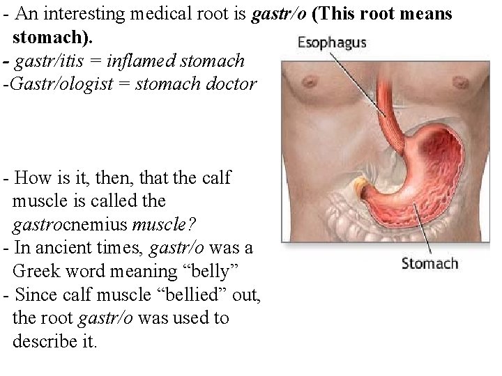 - An interesting medical root is gastr/o (This root means stomach). - gastr/itis =