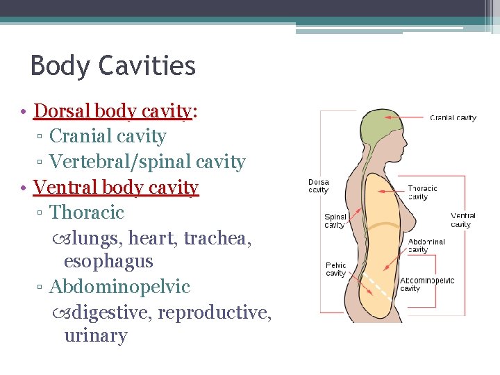 Body Cavities • Dorsal body cavity: ▫ Cranial cavity ▫ Vertebral/spinal cavity • Ventral