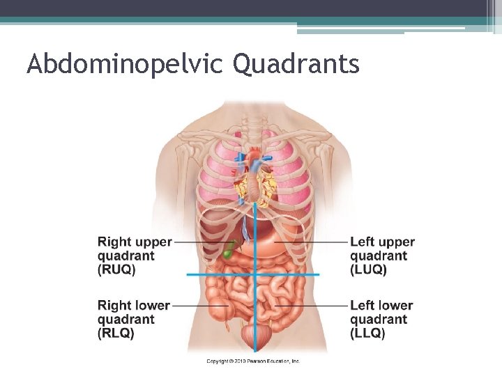 Abdominopelvic Quadrants 