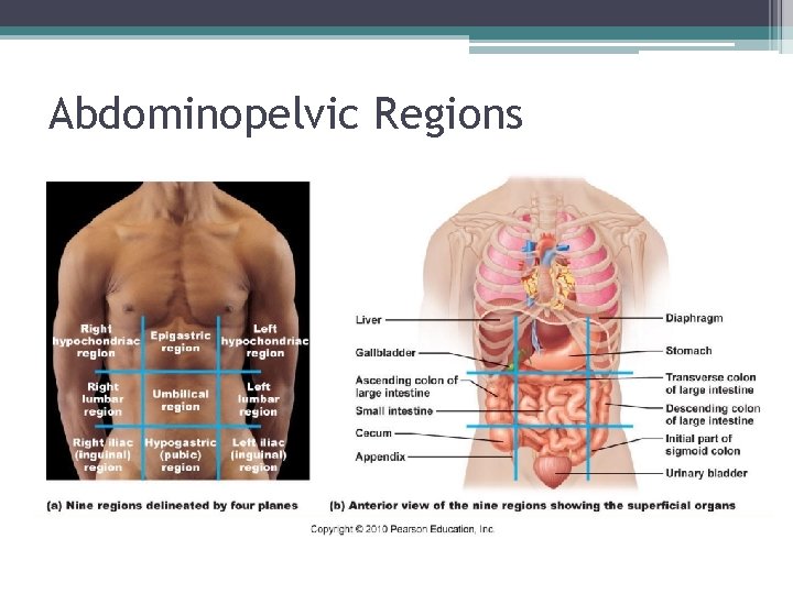 Abdominopelvic Regions 