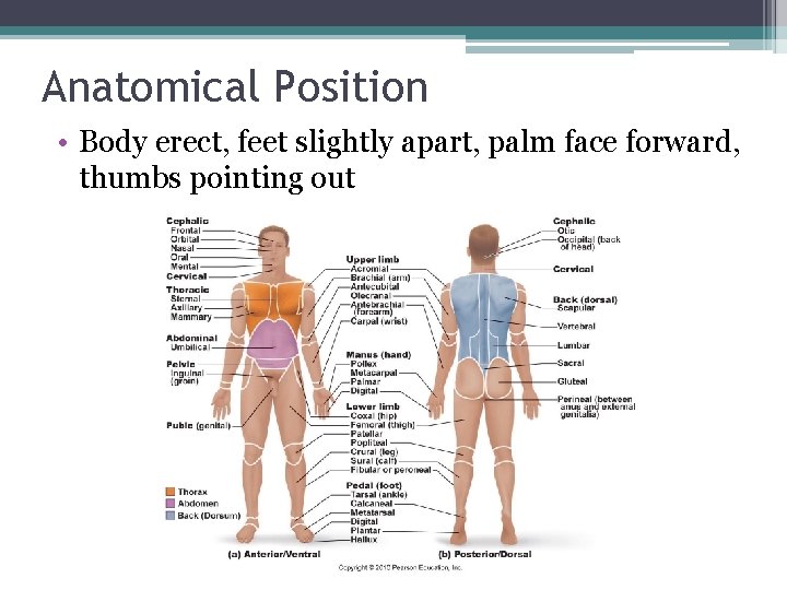 Anatomical Position • Body erect, feet slightly apart, palm face forward, thumbs pointing out
