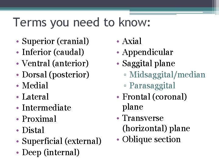 Terms you need to know: • • • Superior (cranial) Inferior (caudal) Ventral (anterior)