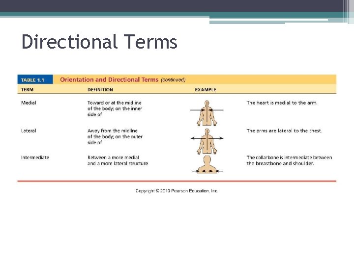 Directional Terms 