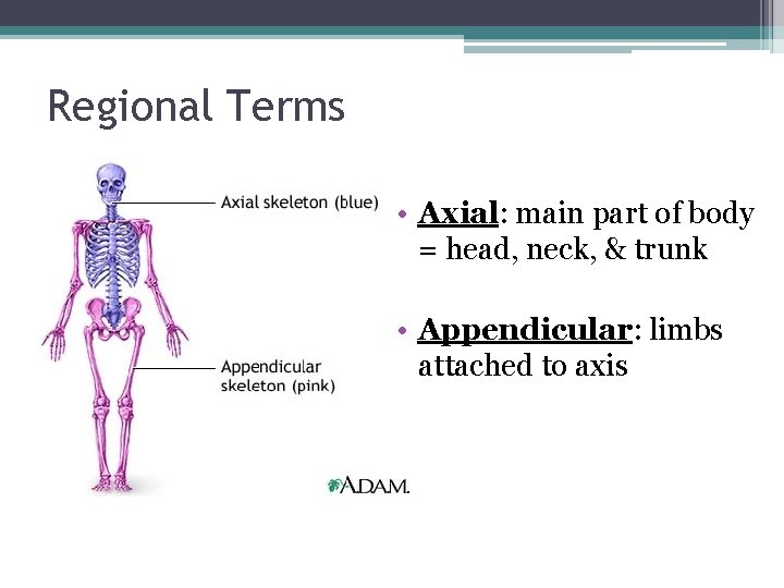 Regional Terms • Axial: main part of body = head, neck, & trunk •