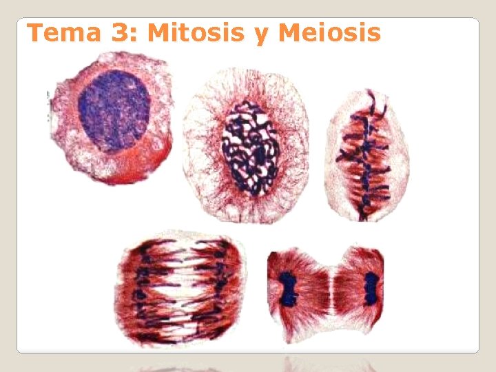 Tema 3: Mitosis y Meiosis 