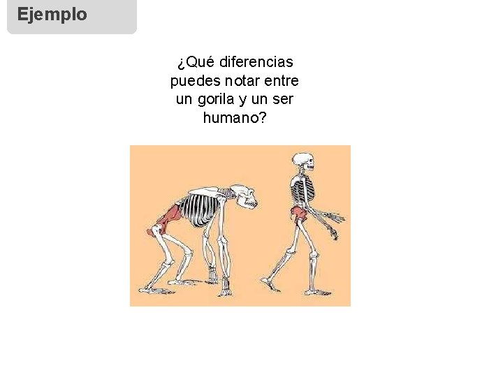 Ejemplo ¿Qué diferencias puedes notar entre un gorila y un ser humano? 