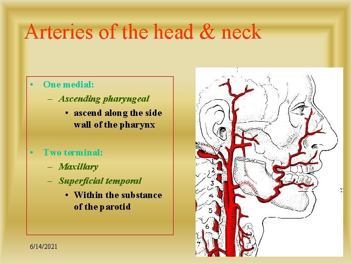 Arteries of the head & neck • One medial: – Ascending pharyngeal • ascend