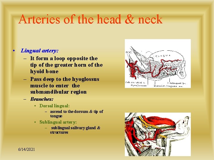 Arteries of the head & neck • Lingual artery: – It form a loop