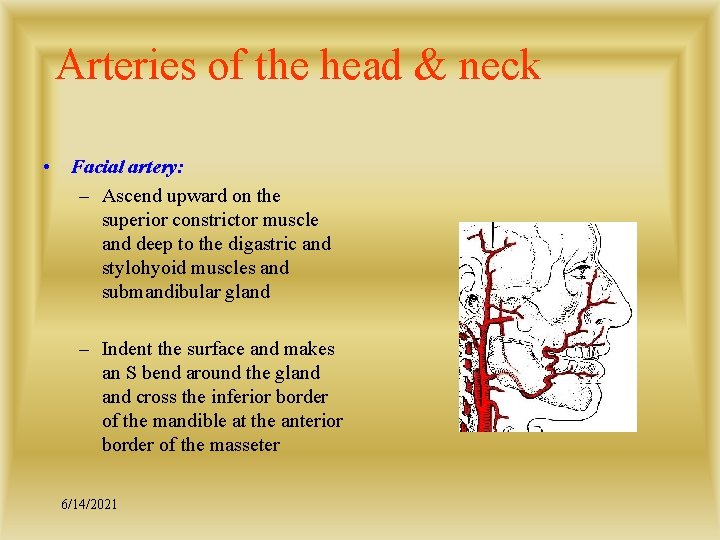 Arteries of the head & neck • Facial artery: – Ascend upward on the