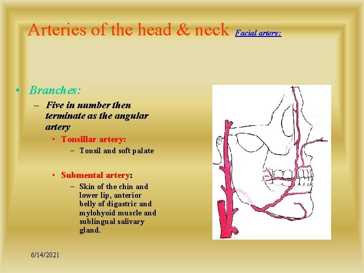 Arteries of the head & neck • Branches: – Five in number then terminate