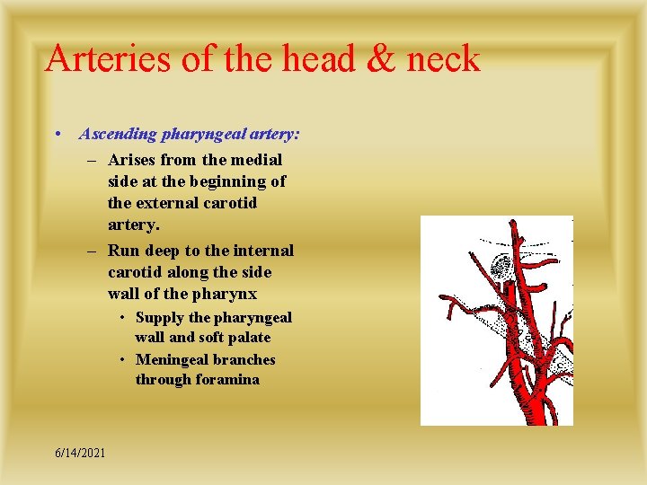 Arteries of the head & neck • Ascending pharyngeal artery: – Arises from the