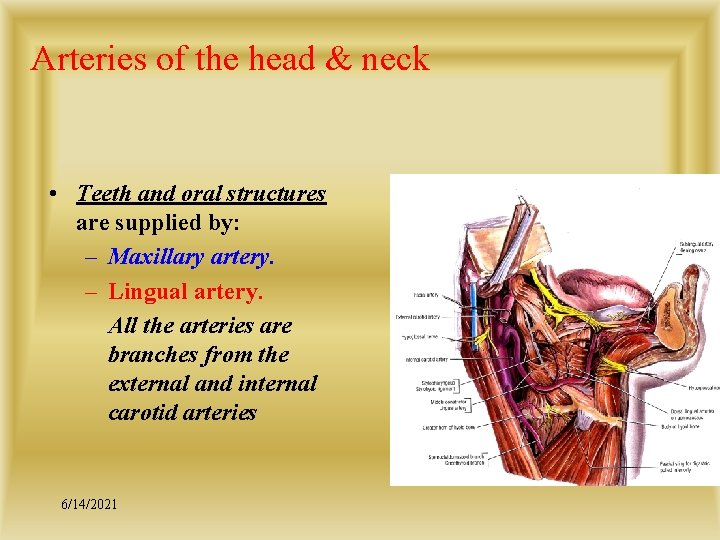 Arteries of the head & neck • Teeth and oral structures are supplied by: