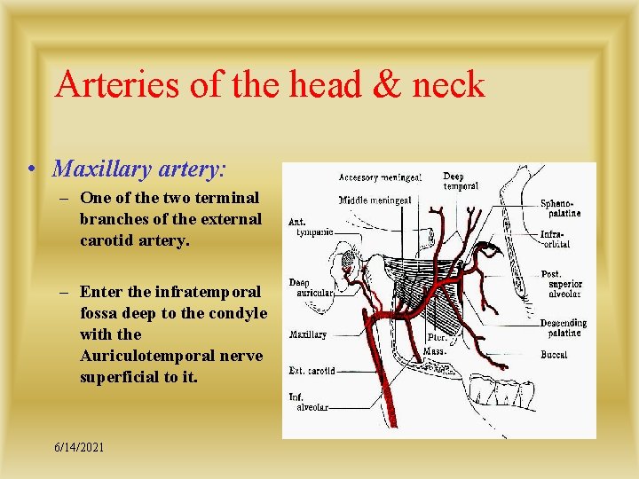 Arteries of the head & neck • Maxillary artery: – One of the two