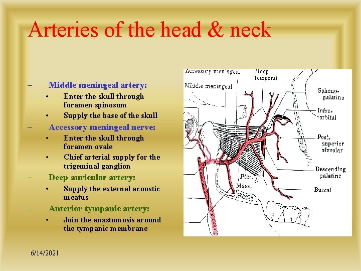 Arteries of the head & neck – Middle meningeal artery: • Enter the skull