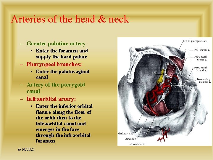 Arteries of the head & neck – Greater palatine artery • Enter the foramen
