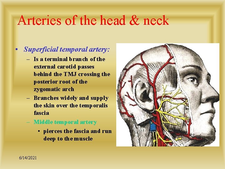 Arteries of the head & neck • Superficial temporal artery: – Is a terminal