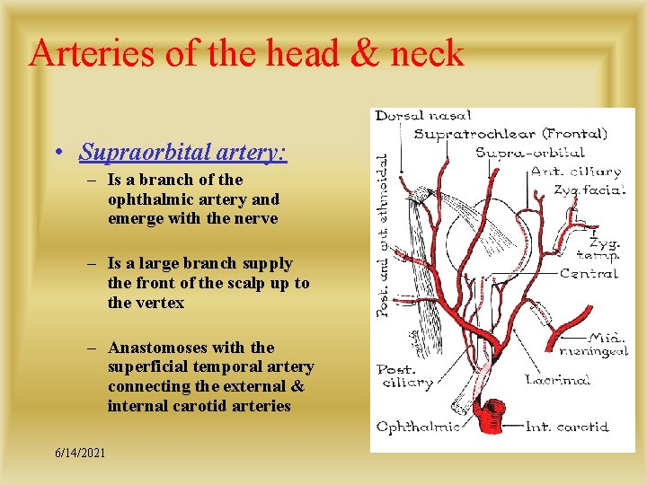 Arteries of the head & neck • Supraorbital artery: – Is a branch of