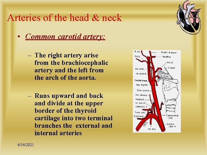 Arteries of the head & neck • Common carotid artery: – The right artery