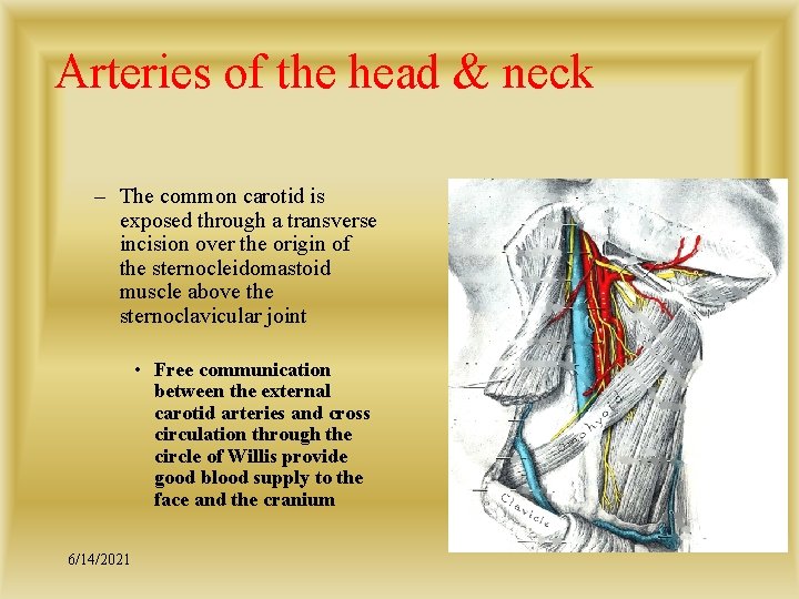 Arteries of the head & neck – The common carotid is exposed through a