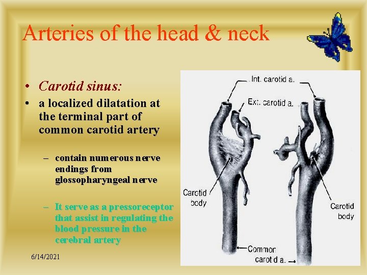 Arteries of the head & neck • Carotid sinus: • a localized dilatation at