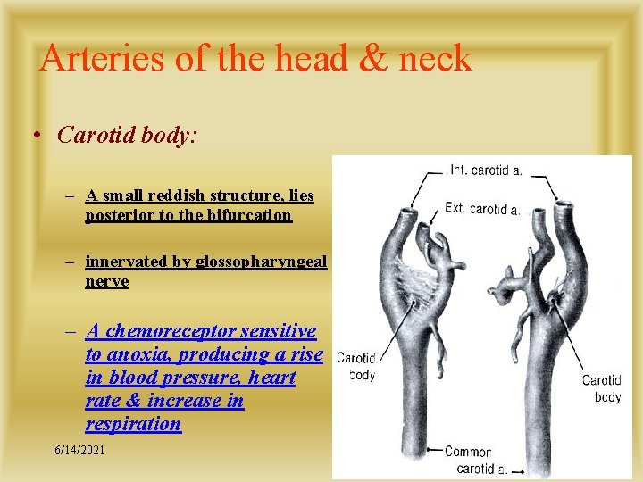 Arteries of the head & neck • Carotid body: – A small reddish structure,