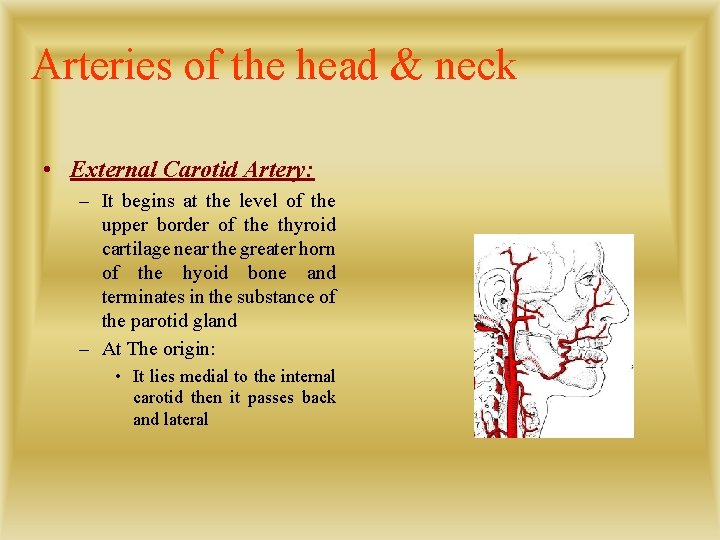 Arteries of the head & neck • External Carotid Artery: – It begins at