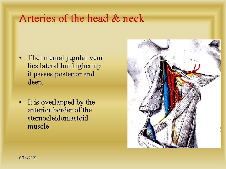 Arteries of the head & neck • The internal jugular vein lies lateral but