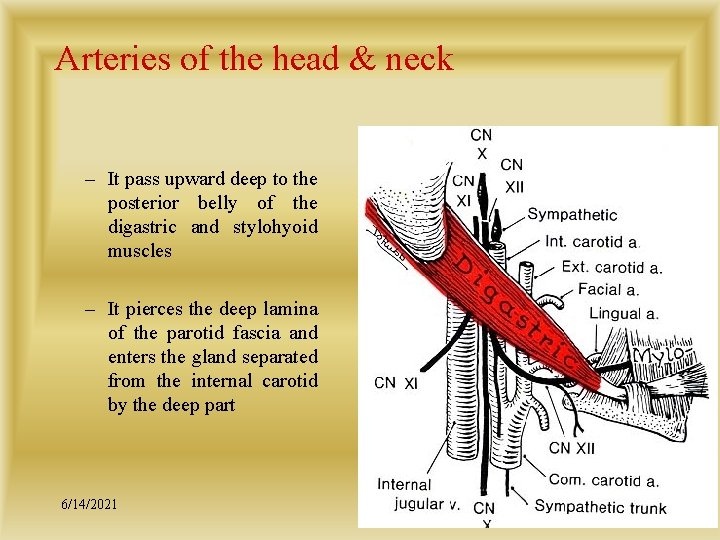 Arteries of the head & neck – It pass upward deep to the posterior