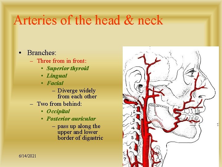 Arteries of the head & neck • Branches: – Three from in front: •