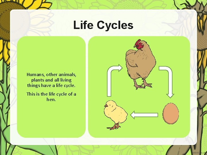 Life Cycles Humans, other animals, plants and all living things have a life cycle.