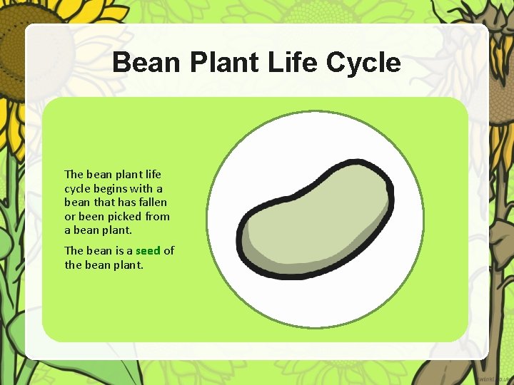 Bean Plant Life Cycle The bean plant life cycle begins with a bean that