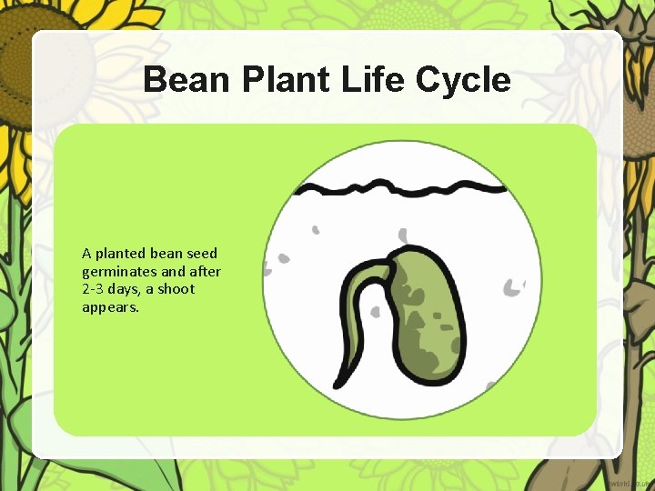 Bean Plant Life Cycle A planted bean seed germinates and after 2 -3 days,