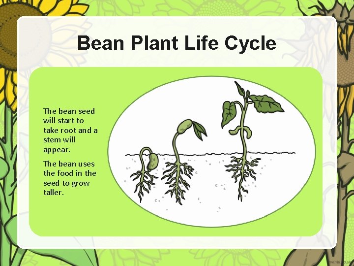 Bean Plant Life Cycle The bean seed will start to take root and a