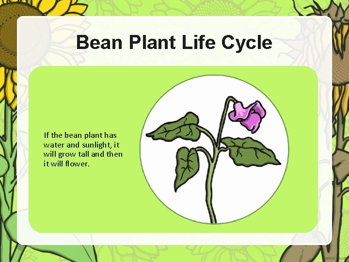 Bean Plant Life Cycle If the bean plant has water and sunlight, it will