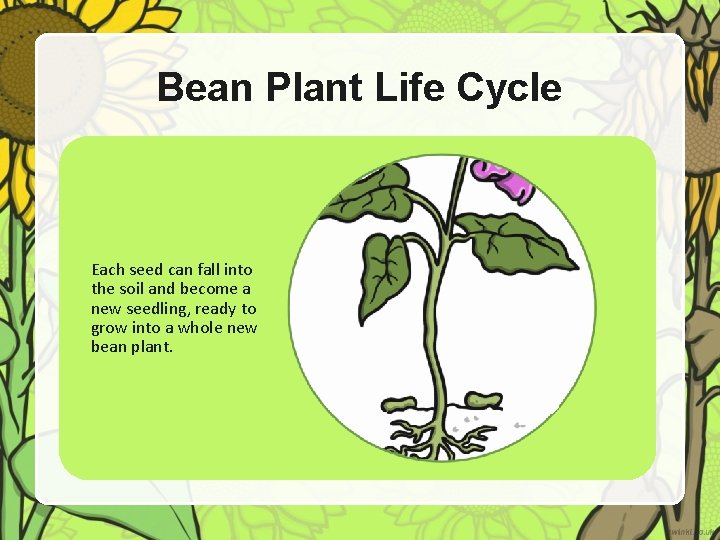 Bean Plant Life Cycle Each seed can fall into the soil and become a