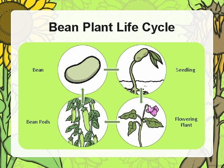 Bean Plant Life Cycle Bean Seedling Bean Pods Flowering Plant 