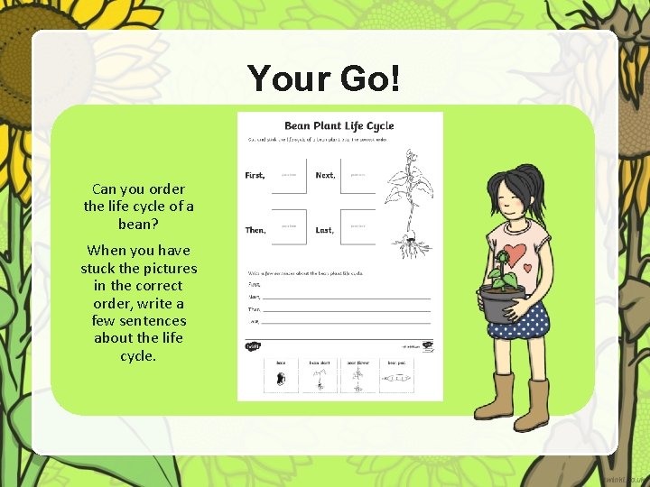 Your Go! Can you order the life cycle of a bean? When you have