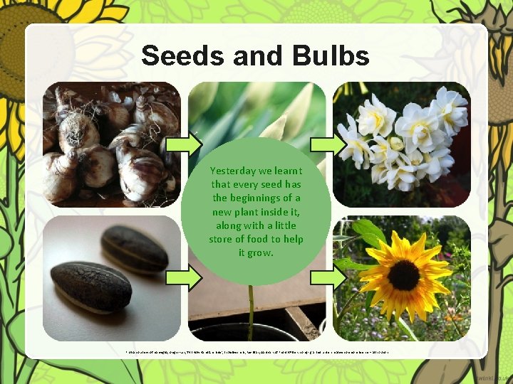 Seeds and Bulbs Yesterday we learnt that every seed has the beginnings of a