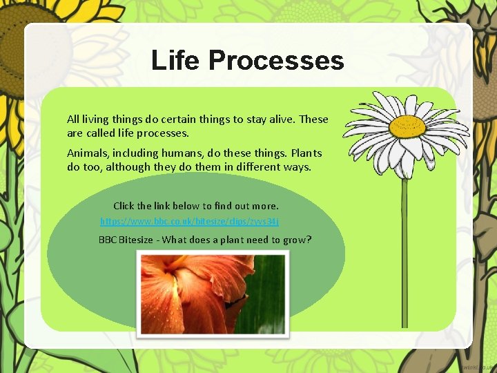 Life Processes All living things do certain things to stay alive. These are called
